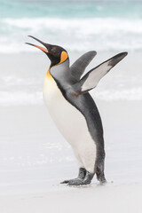 Fototapeta na wymiar King Penguin stretching