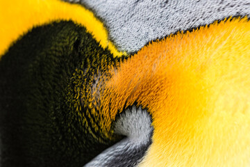 King Penguin close up of beautiful colored neck feathers