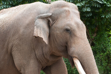 Naklejka premium Asian elephant with grayish brown skin, small ear, and ivory tusk is close up in front of green vegetation.