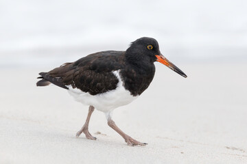 Magellanic Oystercatcher chick