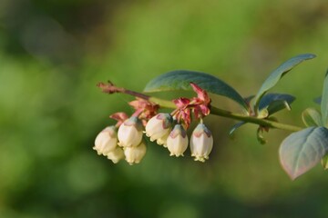 Fiori bianchi di mirtillo