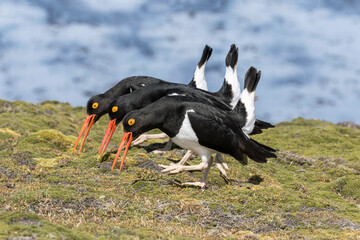 Magellanic Oystercatcher courtship display
