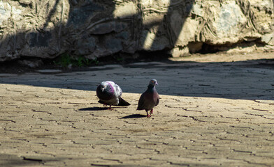 Fototapeta premium urban pigeons, male cares for female on sunny day