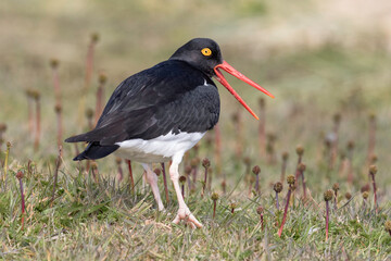 Magellanic Oystercatcher alarm calling