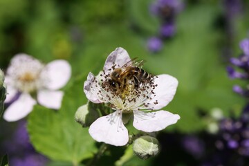Macro close up of isolated pink white blackberry (rubus) flower with one honeybee (apis mellifera), blurred green background