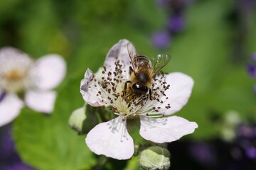 Macro close up of isolated pink white blackberry (rubus) flower with one honeybee (apis mellifera), blurred green background