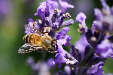 Macro close up of honeybee (apis mellifera) on purple lavender flower (focus on bee)