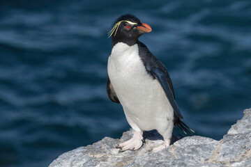 Fototapeta na wymiar Rockhopper Penguin on cliff edge