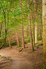 Fototapeta na wymiar Walking path in the forest during fall foliage season