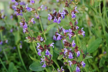 fiori blu di salvia officinalis