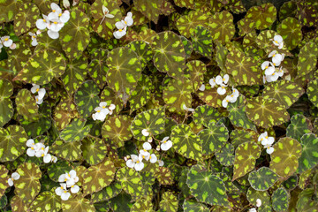 Green texture leaves background. Fresh leaves of tropical Begonia with white flowers. 