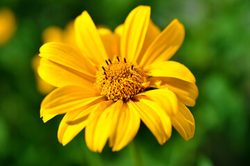 Yellow flowers of Cosmea Xanthos in the sun