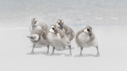 Upland Goose - young goslings struggling in sand storm