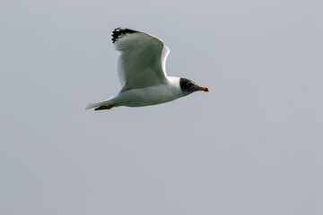 Black Headed Gull (Chroicocephalus ridibundus) or Sea bird in flight over river Ganges in Haridwar