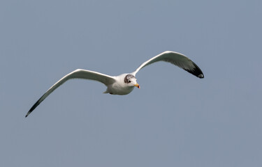 Pallas Gull (Ichthyaetus ichthyaetus) bird in flight over river Ganges in Haridwar, India