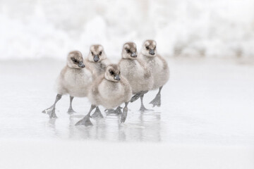Upland Goose - young goslings struggling in sand storm