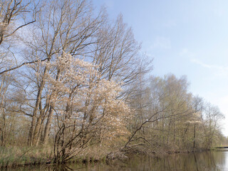 Nature reserve The Ankeveense Plassen, The Netherlands