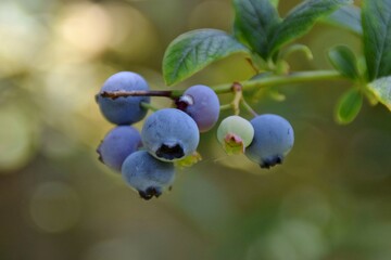 grappolo di frutti maturi di mirtillo su un ramo