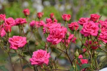 molte rose rosse fiorite