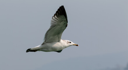 Fototapeta na wymiar Pallas Gull (Ichthyaetus ichthyaetus) bird in flight over river Ganges in Haridwar, India