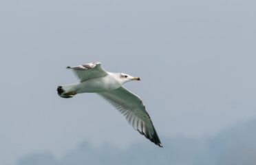 Pallas Gull (Ichthyaetus ichthyaetus) bird in flight over river Ganges in Haridwar, India