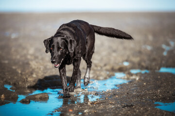 Flatcoated Labrador Retriever Mischling im Watt