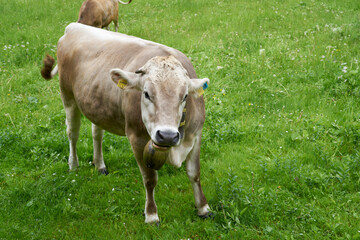 Cow with cowbell on a very green lush meadow field in the bavarian alps