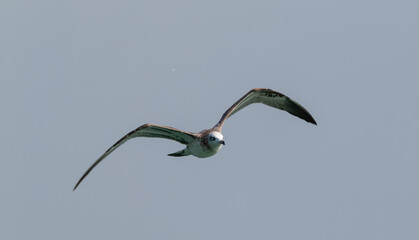Pallas Gull (Ichthyaetus ichthyaetus) bird in flight over river Ganges in Haridwar, India