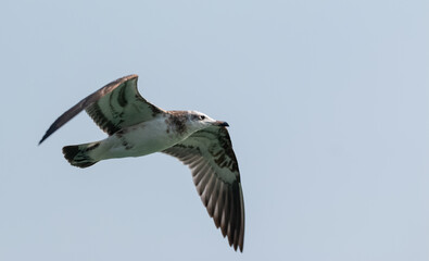 Pallas Gull (Ichthyaetus ichthyaetus) bird in flight over river Ganges in Haridwar, India