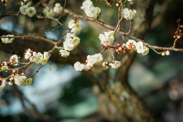 梅の花　九州　太宰府天満宮