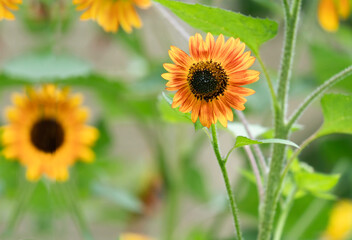 Single Sunflower in focus a field of sunflowers