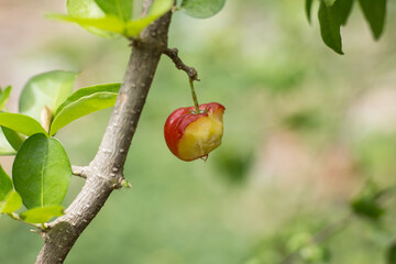 Red Barbados or Acerola Cherry