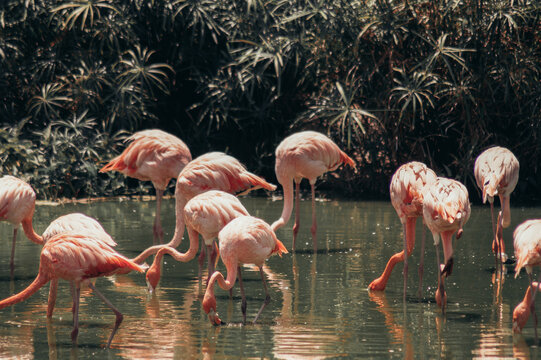 A flock of pink flamingos in the water. Pink flamingos in the Park Vinpearl Vietnam.