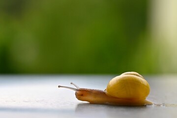 Beautiful macro shot of a snail with a shell