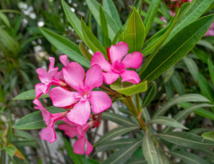 vibrant pink oleander flowers natural bouquet close up in the garden