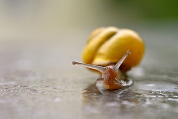 Beautiful macro shot of a snail with a shell