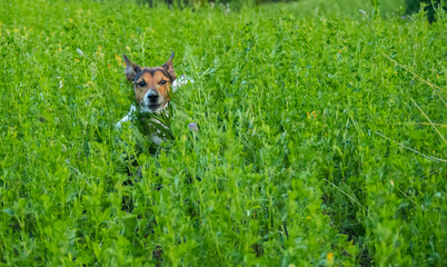 Szczęśliwy pies mogący się wybiegać na polach położonych na szczycie góry Sant Ellero   . © Piotr