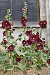Rose-trémière pourpre au jardin