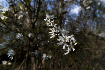 white flowers in the forest