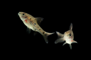 Puntius Banksi also known as Saddle Barb isolated on black