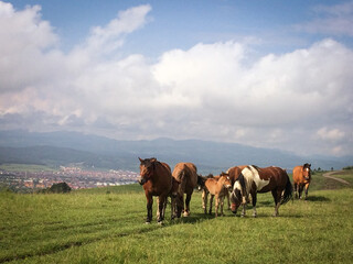 Fototapeta na wymiar wild horses free on a field