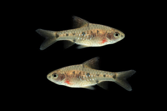 Puntius Banksi also known as Saddle Barb isolated on black