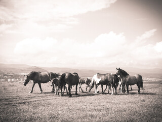 Naklejka na ściany i meble wild horses free on a field
