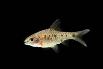 Puntius Banksi also known as Saddle Barb isolated on black