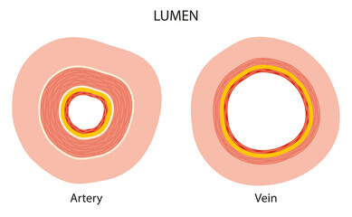 Difference between artery and vein lumen