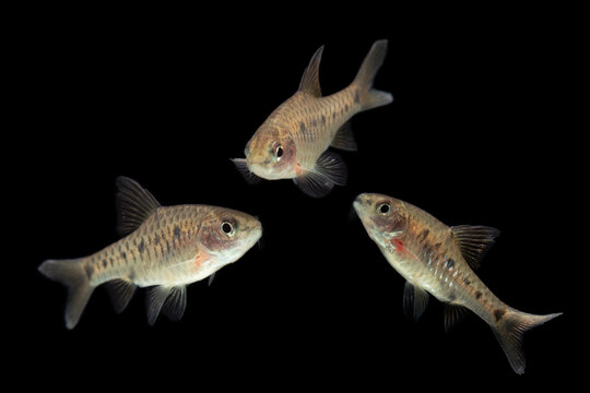 Puntius Banksi also known as Saddle Barb isolated on black