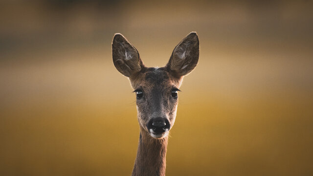 portrait of a roe deer