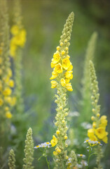 Summer wildflowers and sunny meadow. Postcard for the holiday