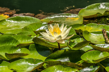 Dragonfly sitting on a waterlily
