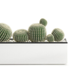 cactus in pots, Echinocactus on a white background	
